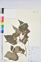 藏品(白背葉)的圖片