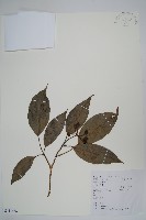 藏品(樹參)的圖片