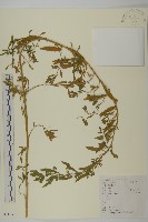 藏品(臭杏、土荊芥)的圖片