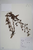 藏品(小花倒提壺)的圖片