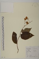 藏品(昆明山海棠)的圖片