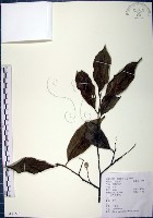 藏品(紅皮、葉下白、赤仔尾)的圖片