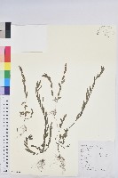 藏品(蜜柑草)的圖片