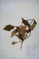 藏品(棕毛獼猴桃)的圖片