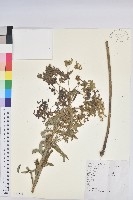 藏品(大戟)的圖片