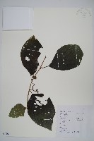 藏品(八角楓)的圖片