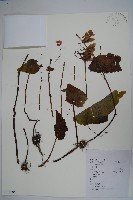 藏品(秋海棠)的圖片