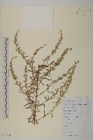 藏品(魁蒿)的圖片