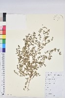 藏品(地錦)的圖片