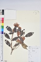 藏品(鹿角杜鵑、西施花、青紫木)的圖片