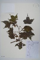 藏品(五裂槭)的圖片