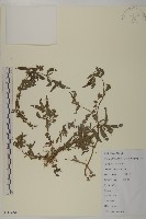 藏品(平柄菝契、西南菝契)的圖片