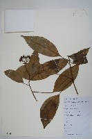 藏品(樹參)的圖片