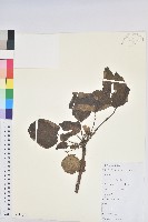 藏品(三年桐、光桐)的圖片