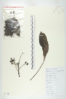 藏品(交讓木、臺灣虎皮楠、膜葉虎皮楠)的圖片