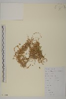 藏品(雀舌草)的圖片