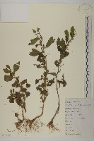 藏品(天名精)的圖片