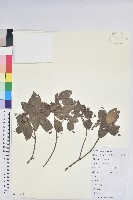 藏品(馬銀花)的圖片