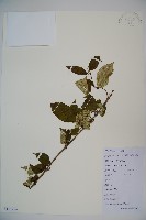 藏品(蝴蠂莢迷)的圖片