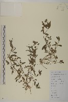 藏品(鱧腸)的圖片