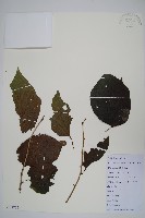 藏品(八角楓)的圖片