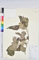 藏品(白背葉)的圖片