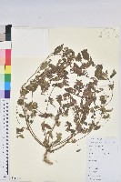 藏品(鐵莧菜)的圖片