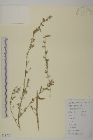 藏品(灰綠藜)的圖片