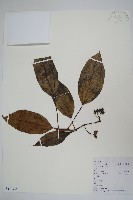 藏品(樹參)的圖片