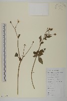 藏品(白花鬼針)的圖片