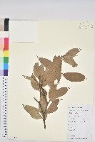 藏品(金毛石櫟)的圖片