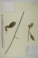 藏品(哥蘭葉)的圖片