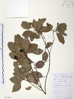 藏品(樟樹)的圖片