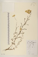 藏品(紅面番)的圖片