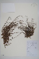 藏品(附地菜)的圖片