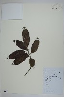 藏品(冬青)的圖片