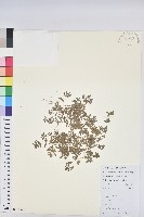 藏品(地錦)的圖片