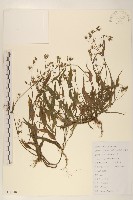 藏品(多頭苦菜、野剪刀股)的圖片