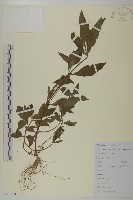 藏品(鱧腸)的圖片