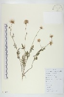 藏品(泥胡菜)的圖片