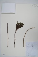 藏品(軟棗獼猴桃)的圖片