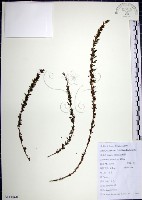 藏品(鐵掃帚、千里光)的圖片