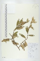 藏品(余山羊奶子)的圖片