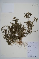 藏品(爵床、六角英)的圖片