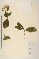 藏品(華澤蘭)的圖片