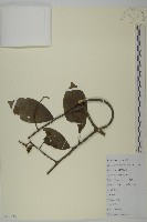 藏品(哥蘭葉)的圖片