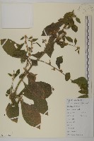 藏品(天名精)的圖片