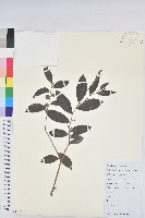 藏品(紅毛饅頭果)的圖片