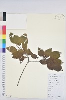 藏品(白臼)的圖片