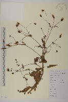 藏品(白花鬼針)的圖片